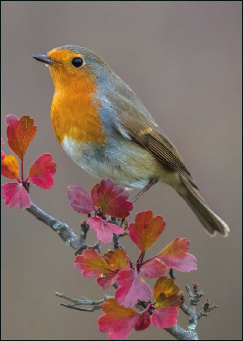 NC0003-Bekking & Blitz-Roodborst Agami Vogelbescherming Nederland-Card-Natuurkaarten