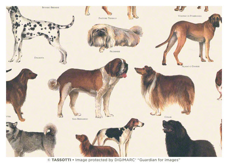 1699-Grafiche Tassotti-Cani-Wrap-Carta Decorativa