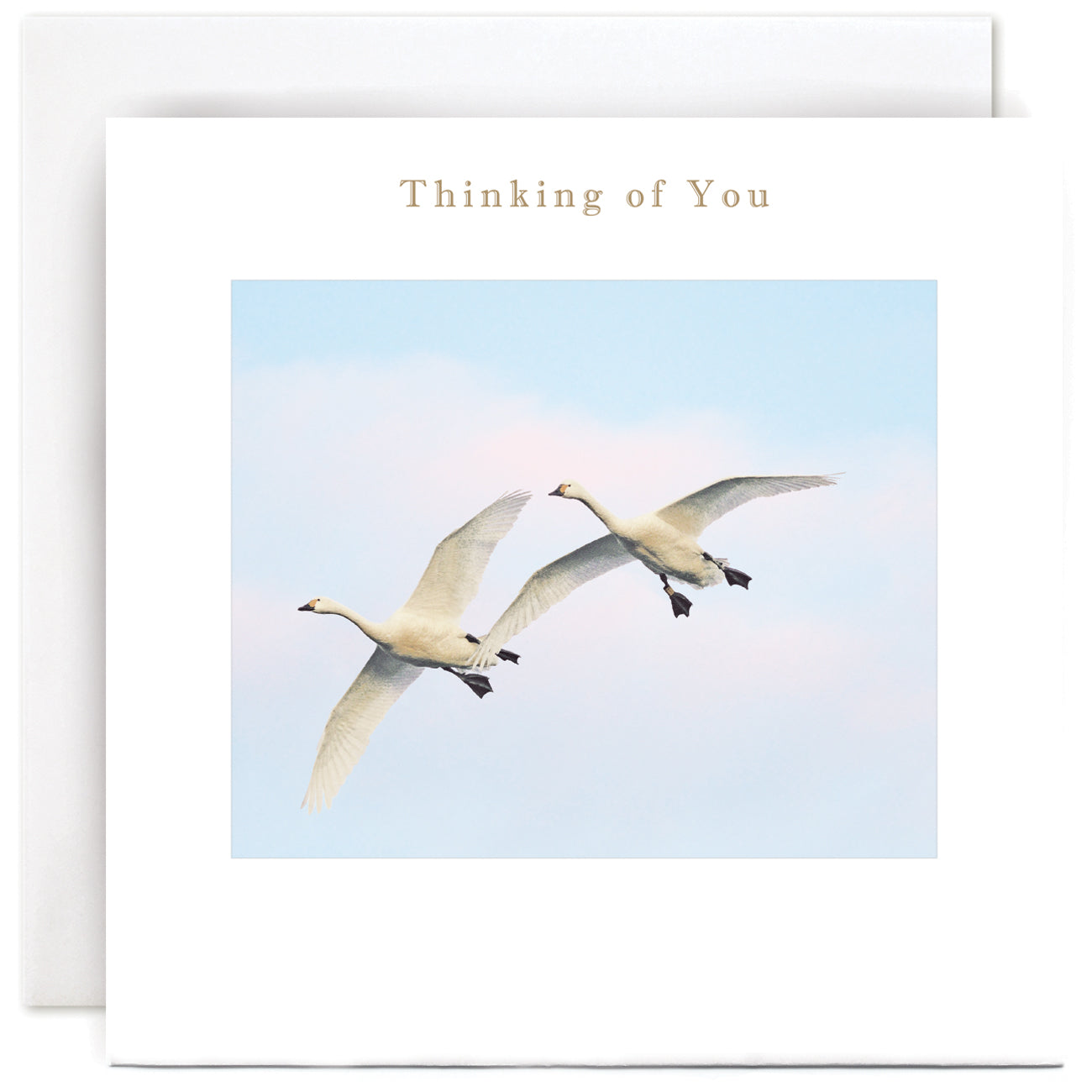 S041-Susan O'Hanlon-Swans In F