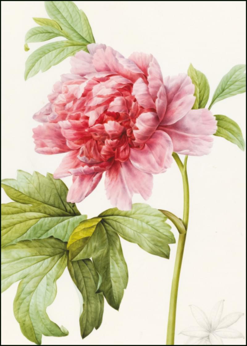 MC3395-Bekking & Blitz-Paeonia Suffruticosa Pierre-Joseph Redout� The Fitzwilliam-Card-Museum