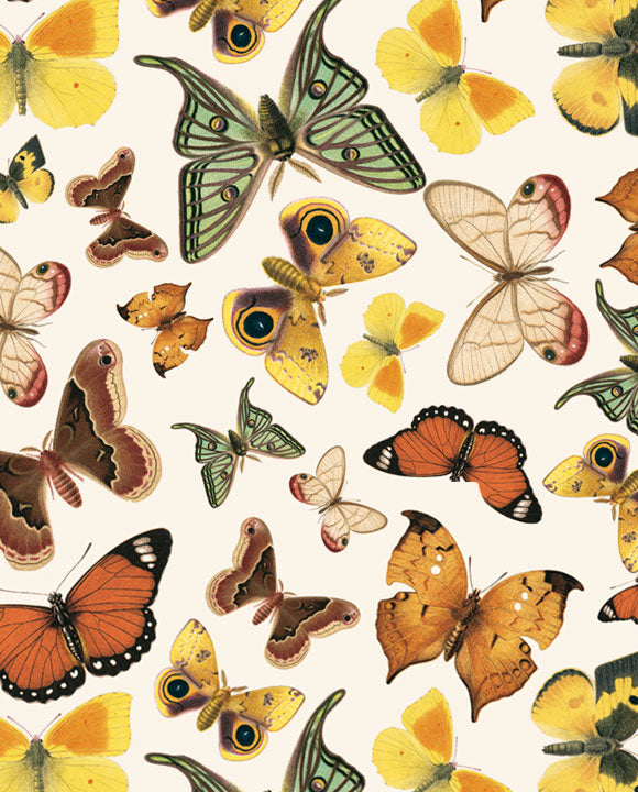 1717-Grafiche Tassotti-Butterflies-Wrap-Carte Decorative