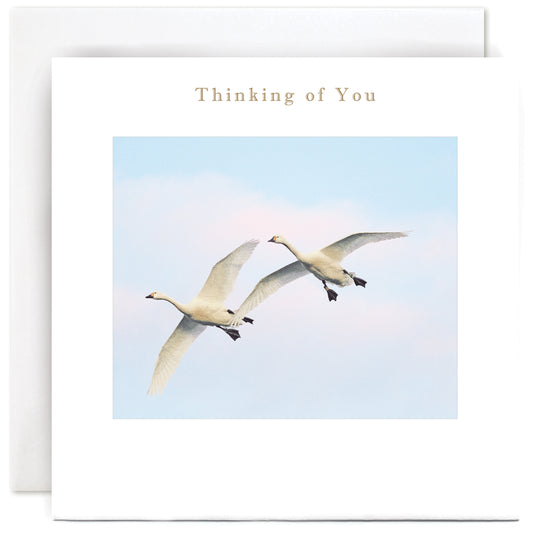 S041-Susan O'Hanlon-Swans In Flight-Card-Classic