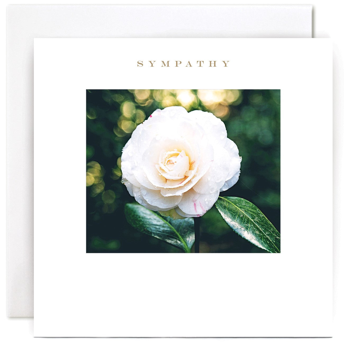 S036-Susan O'Hanlon-Camellia Sympathy-Card-Occasions