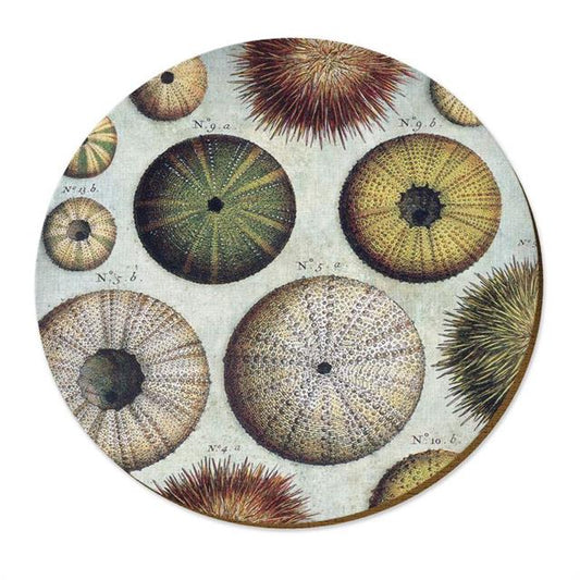 TWPM023 Live Wires Kina Sea Urchin Placemat