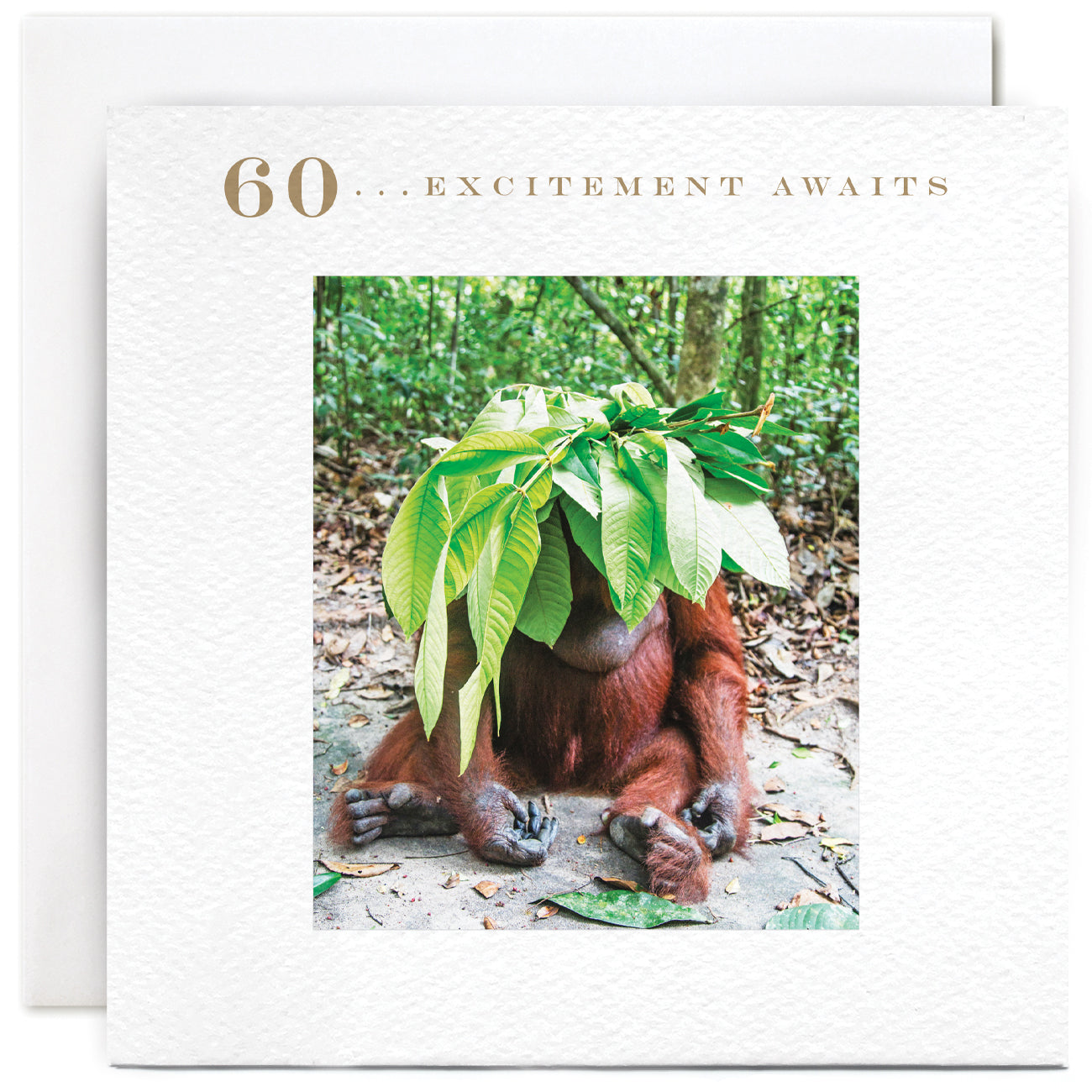 P135-Susan O'Hanlon-Orang Utan 60 Excitement Awaits....-Card-Adult Age